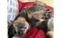 Positive Reinforcement Dog Training by Sirius Play Dog Training 