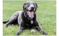 Pet Photograher by Stacy Cusack Photography