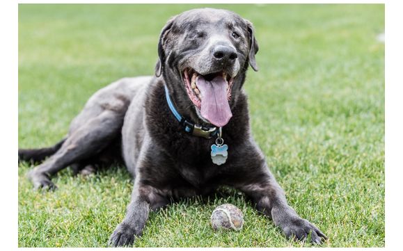 Pet Photograher by Stacy Cusack Photography