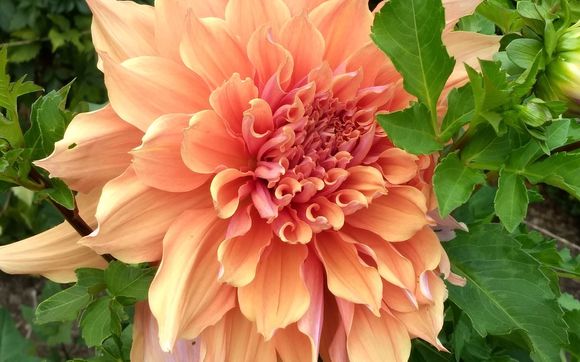 Virtual Appointments by Empowered By Nature