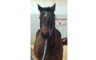 Child Therapy by 7 Star Therapeutic Riding Center