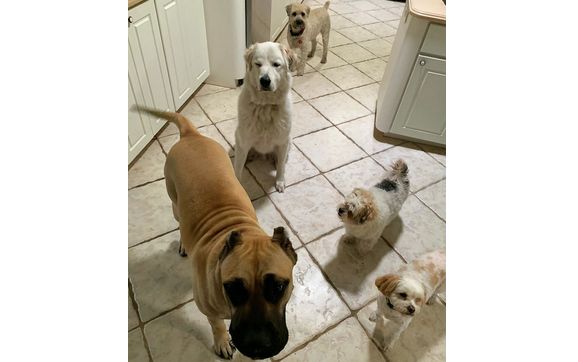 Pet Boarding and Sitting by Happy Paws The Pet Lounge