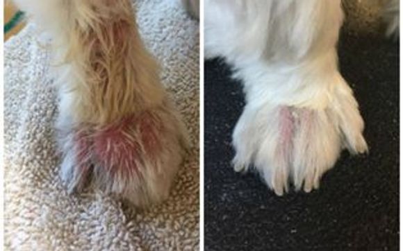Pet Grooming by K9skin.com