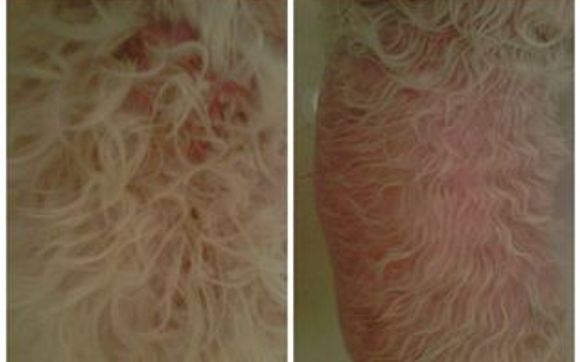 K9SKIN pet care by K9skin.com