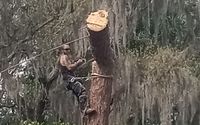 Tree Cutting Service by Andrews Tree Services
