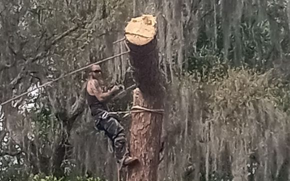 Tree Cutting Service by Andrews Tree Services