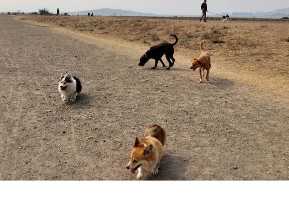1 hour on/off leash group dog park days. by Puppy Love Pet Care