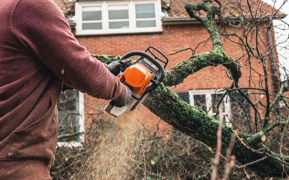 Bronx tree company by Owens Bros Tree - 24 Hour Tree Removal, Pruning & Trimming Service