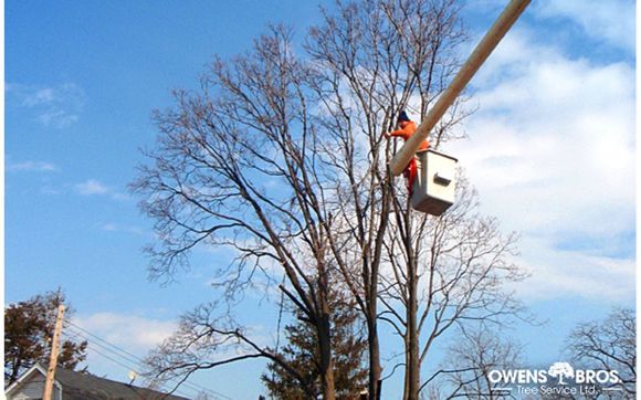 Manhattan tree trimming by Owens Bros Tree - 24 Hour Tree Removal, Pruning & Trimming Service
