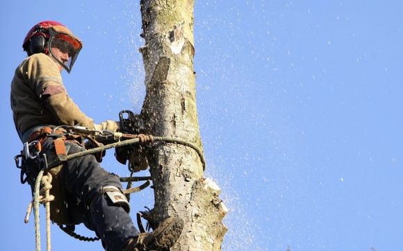 NYC tree removal by Owens Bros Tree - 24 Hour Tree Removal, Pruning & Trimming Service