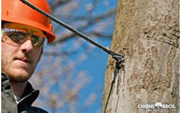 Bronx stump removal by Owens Bros Tree - 24 Hour Tree Removal, Pruning & Trimming Service