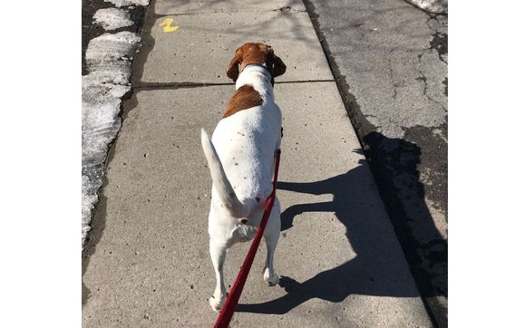 Dog Walking by Varro Pet Services