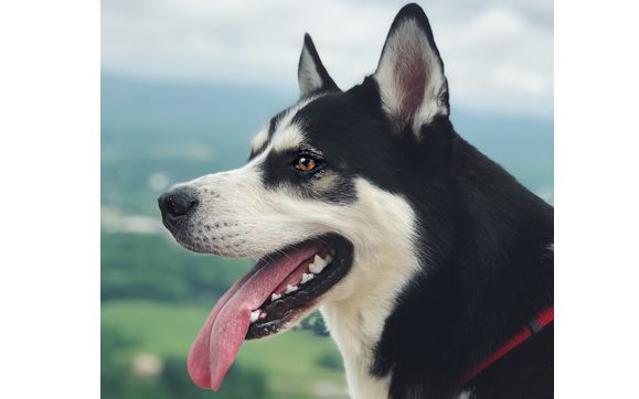 Pet Sitting  by Varro Pet Services