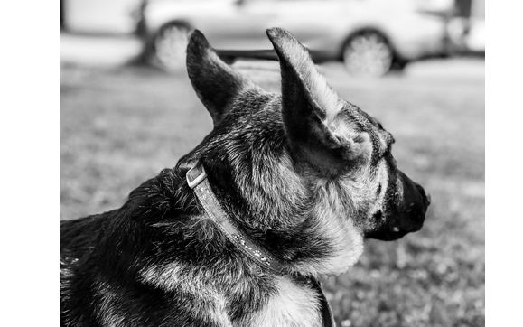 Dog Training  by Varro Pet Services