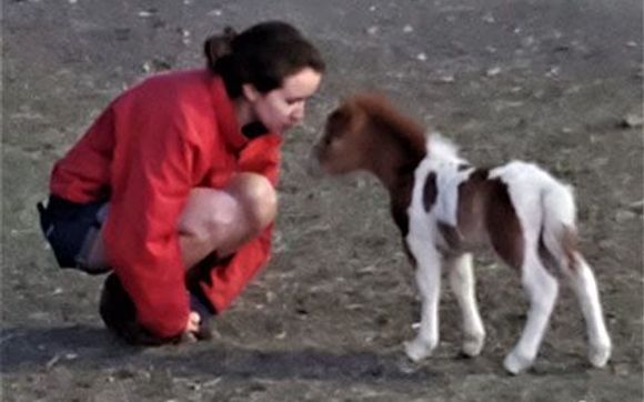 AMHA & AMHR Registered Miniature Horses by Little America Miniature Horses