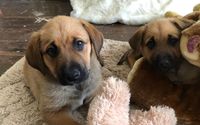 Youth Programs by Companion Animal Foundation