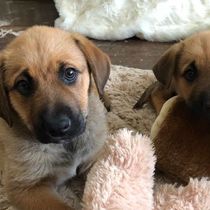 Youth Programs by Companion Animal Foundation