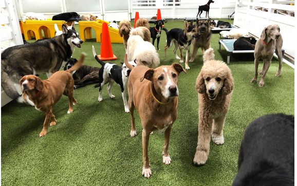 Pet Boarding & Day Care by L A Dogworks