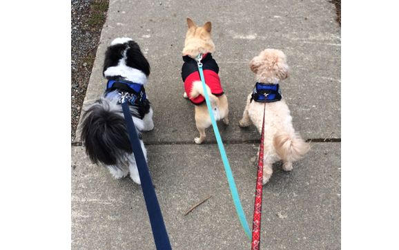 DOG WALKING by Merry Puppinns Dog Walking/Cat Visits/Petsitting Services
