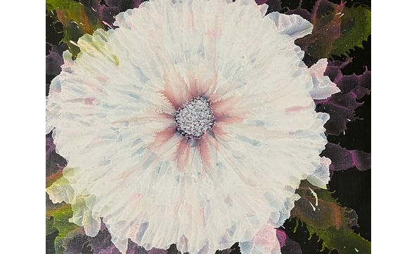 Painter, Photographer  by Lasting Impressions