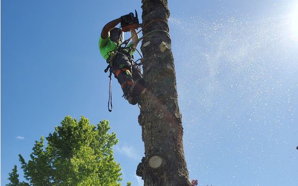 Tree services by Jacob's Ladder Tree Tech