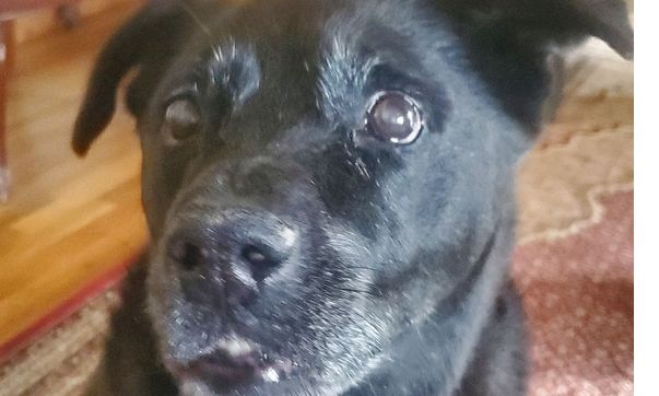 Overnight by Wiggles "N" Whiskers Home Pet