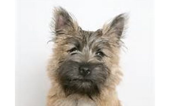 House Sitting, Pet Sitting by Lyndee's Pet Sitters