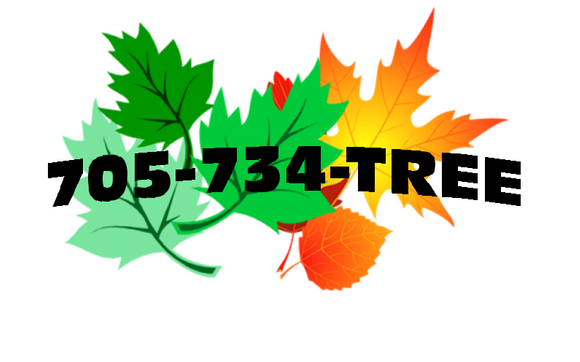 Tree service/stump grinding  by The Great Canadian Tree Service