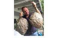 Wasp removal and treatment  by Mantis pest control