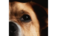 Pet Photograher by Dina Godzik Photography