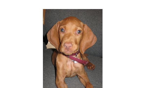 Breeding and training by Sierra Vizslas