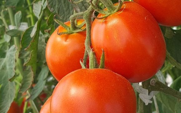 Fresh tomatoes  by M&W Nursery & Mad Pickler Farms