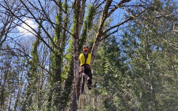 Tree Pruning by Peter's Tree Service