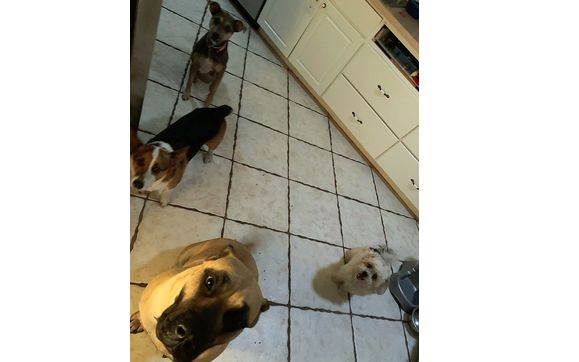 Boarding by Happy Paws The Pet Lounge