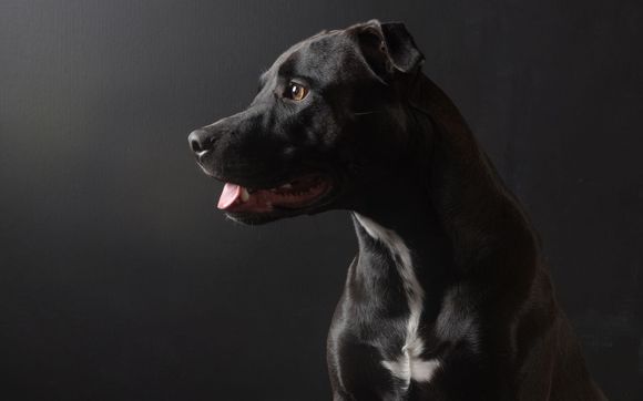 Pet Photograher by Freeland Photography
