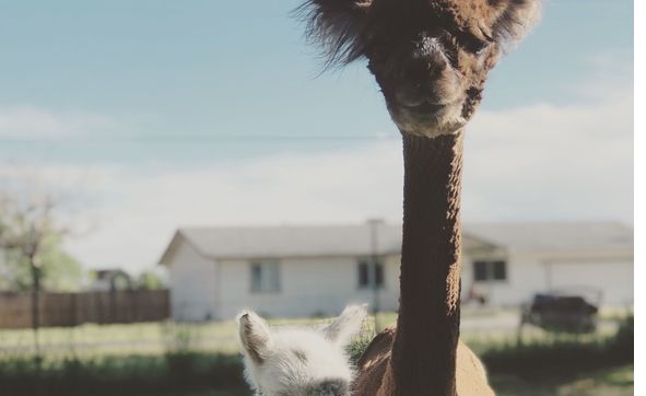 Shearing Services by Olde Life Alpacas