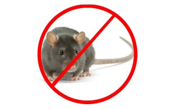 Pest Treatments by Rove Pest Control