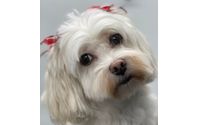 Concierge Mobile Pet Grooming Service  by Diagnostic Think, LLC