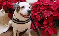Obedience Training by 2gether Furever, Inc