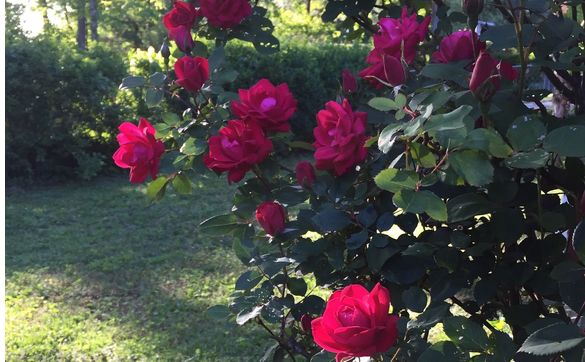 Memorial Bouquets by Freckled Heron Studios