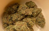Miss Maple hemp flower, seeds and clones by 4K Pharm LLC