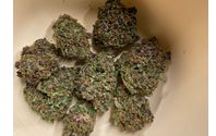 Pink Panther flower by 4K Pharm LLC