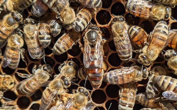 Beekeeping  by Hing Family Apiary