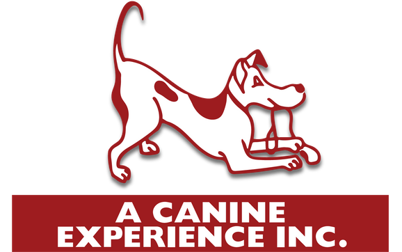 Dog Training Services in Snohomish WA by A Canine Experience