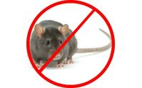 Emergency by Rove Pest Control