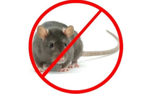 Emergency by Rove Pest Control