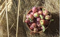 Local Apple Cider by Providence Farm