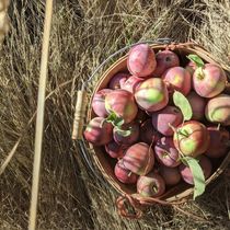 Local Apple Cider by Providence Farm