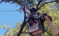 Andrews Tree Services is Central Florida's Most Trusted Tree Care Professionals  by Andrews Tree Services