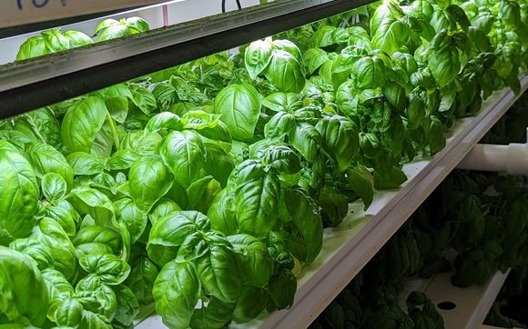 Fresh Basil by Mak Farms